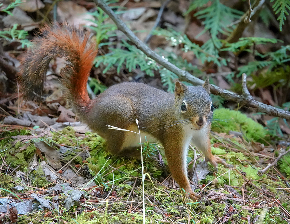 Red Squirrel Tamiasciurus Hudsonicus