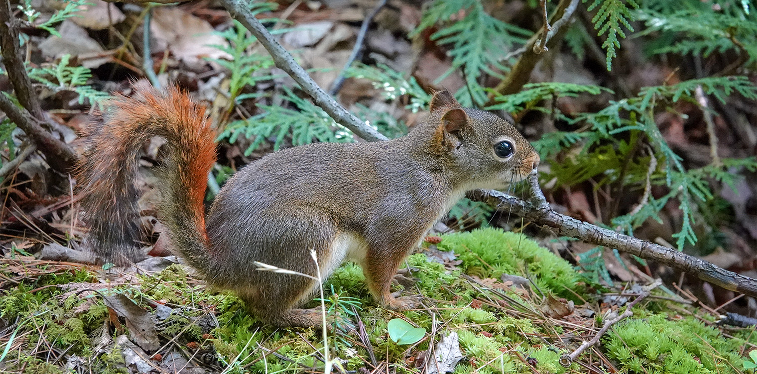 Red Squirrel Tamiasciurus Hudsonicus