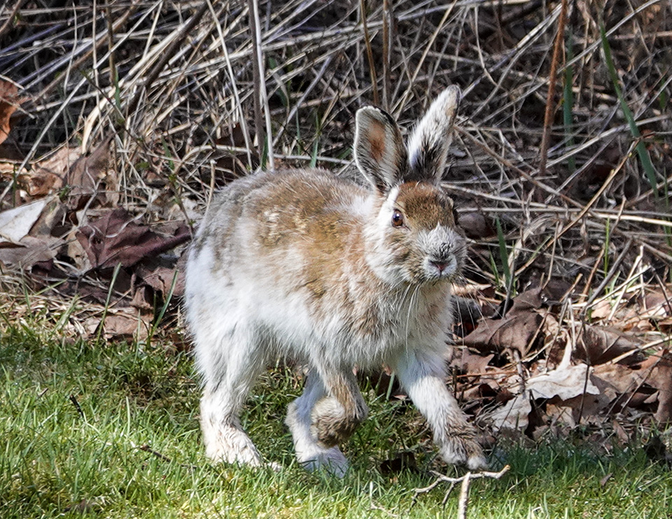 Mammals of the Adirondack Park: Snowshoe Hare (Lepus amiercanus) vid John Brown Farm (8 maj 2018).