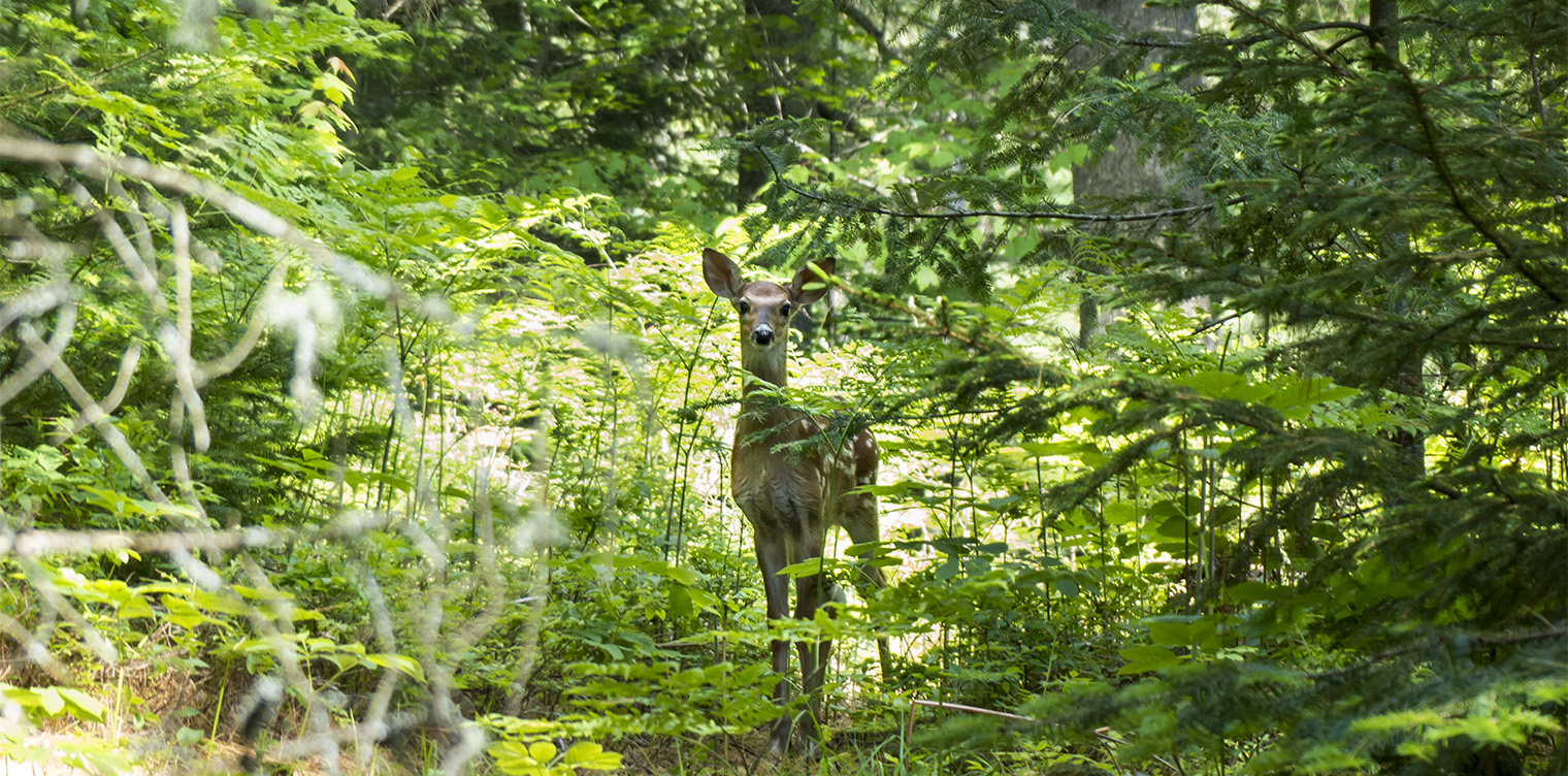 List of Animals - Adirondack Animal Land