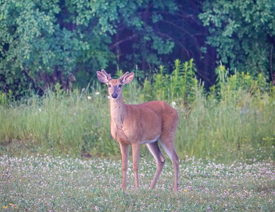 Adirondack Mammals: White-tailed Deer at the Cemetery Road Wetlands (25 June 2018).