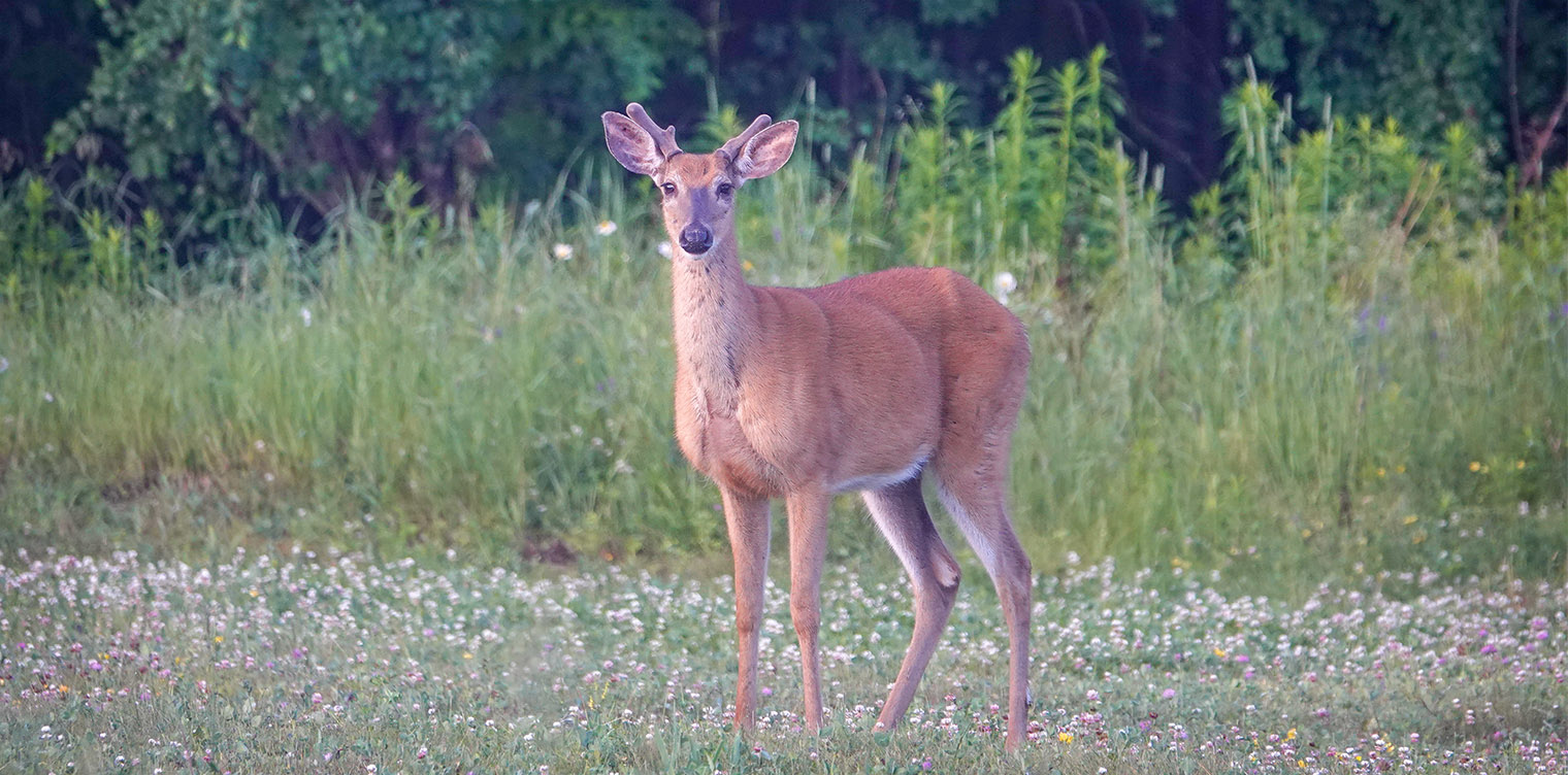 Deer in Upstate New York Park - Lakes & Nature Background
