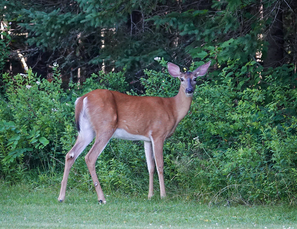 Deep Snow And White-Tail Deer Mortality - - The Adirondack Almanack