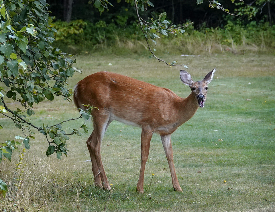 Captive White-Tailed Deer Fawn Mortality Secondary to Strongyloides sp.  infection in New York State