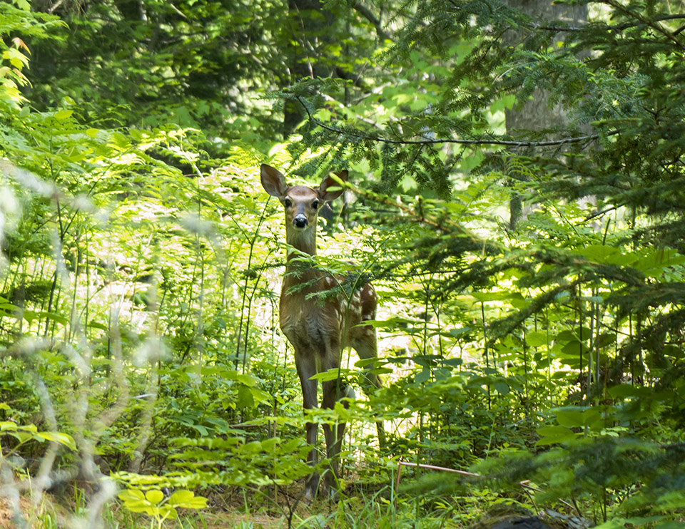 White-tailed Deer | Odocoileus virginianus