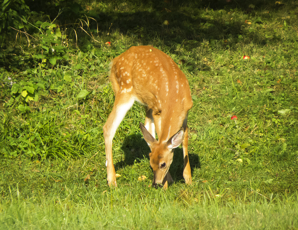 Mammifères du parc des Adirondacks : Cerf à queue blanche près de Jay, comté d'Essex (11 septembre 2018).