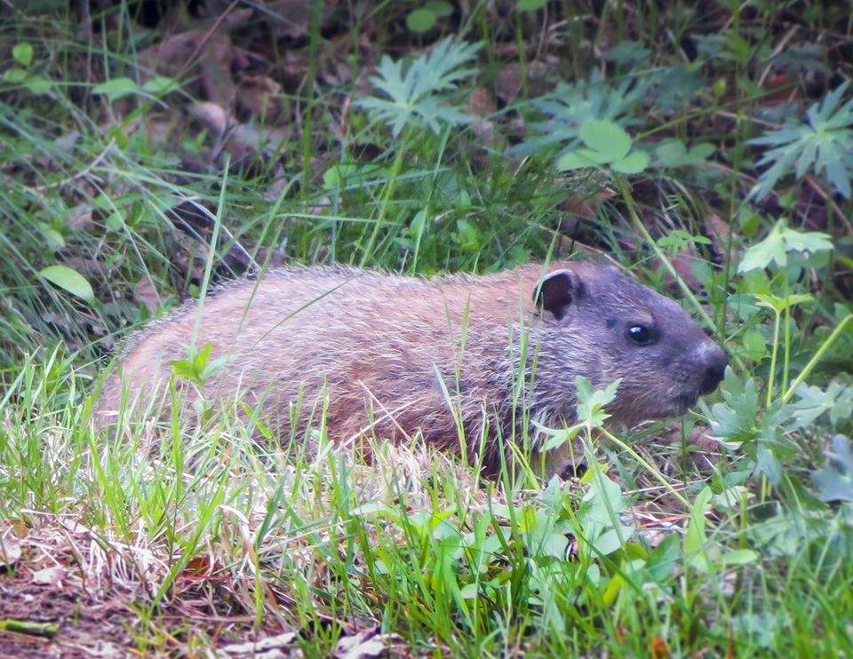 Adirondack Mammals: Woodchuck near Craig Wood Golf Course, Lake Placid (10 June 2014).
