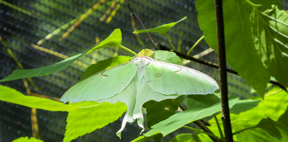 Moths of the Adirondack Park: Luna Moth at the Paul Smiths VIC Native Species Butterfly House (13 June 2015). 