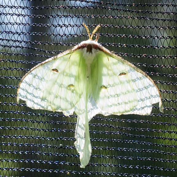 Moths of the Adirondack Park: Luna Moth at the Paul Smiths VIC Native Species Butterfly House (5 July 2014).