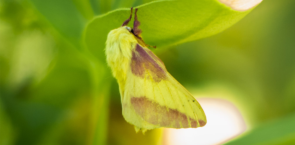 Adirondack Moths: Rosy Maple Moth (Dryocampa rubicunda)