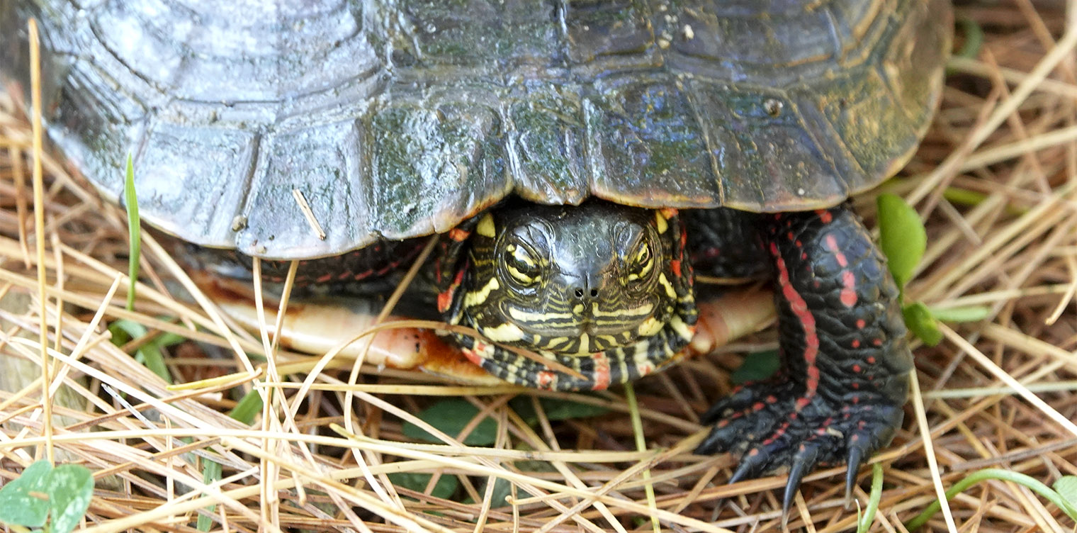 Dark plastron of the three young males and pale one of the two year old