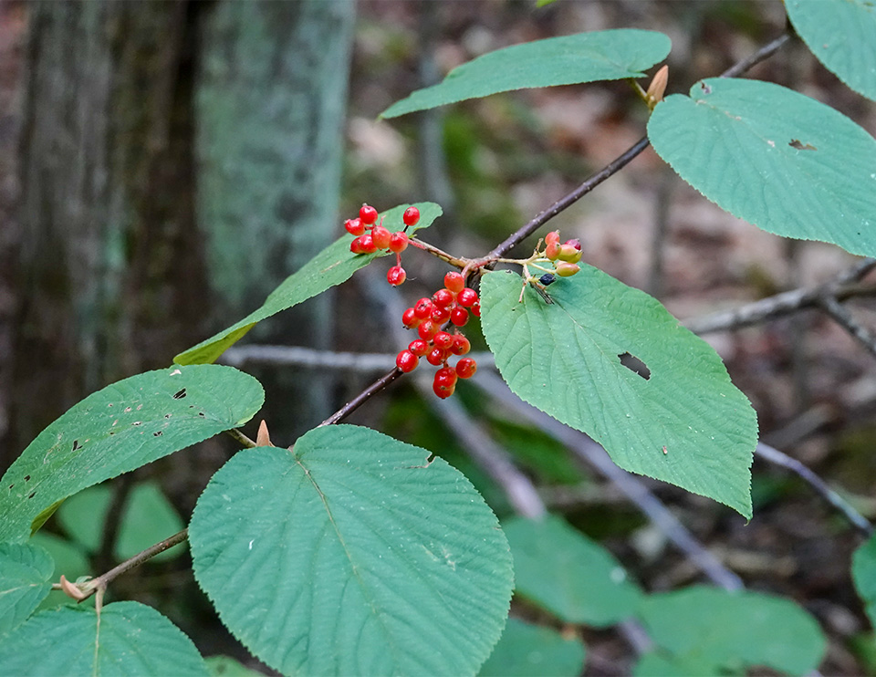 Shrubs of the Adirondack Mountains: Hobblebush on the Boundary Trail at the Peninsula Nature Trails (5 September 2018).