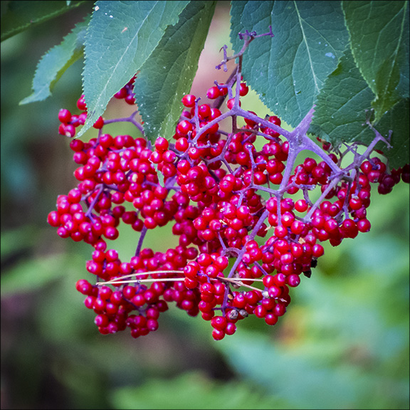 Adirondack Shrubs: Red Elderberry on the Barnum Brook Trail (12 July 2014)