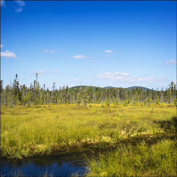 Adirondack Wetlands: Bloomingdale Bog.  18 September 2015
