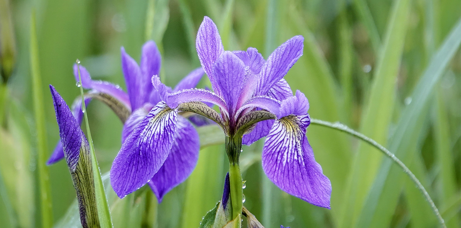 Wildflowers Av Adirondack Park: Blått Flagg (Iris versicolor) På Cemetery Road Wetlands I Essex County, New York (12 juni 2018). Klikk for et større bilde, åpner i et nytt vindu. 