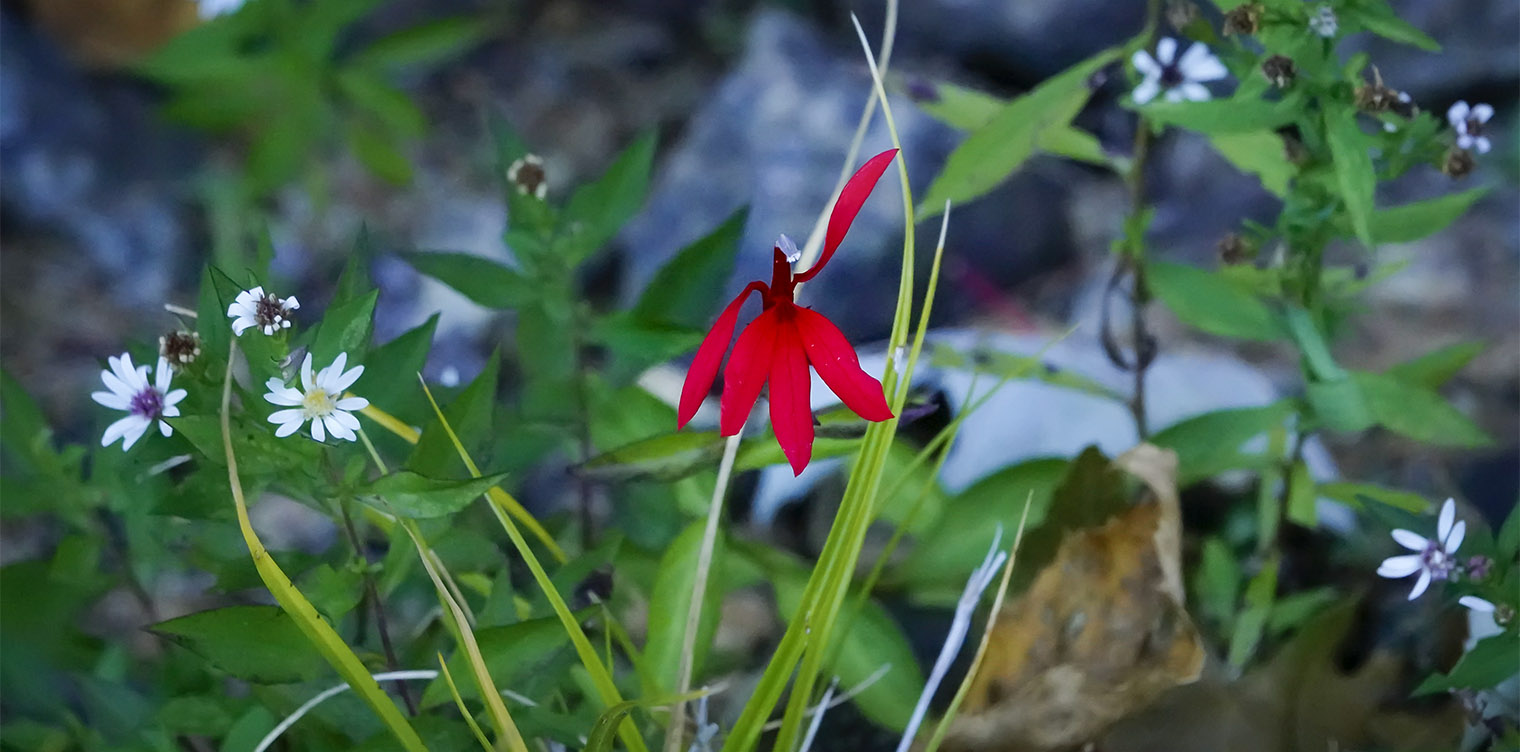Image of Turtlehead companion plant cardinal flower