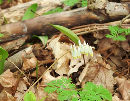 Wildflowers of the Adirondack Park:Dutchman's Breeches (Dicentra cucullaria) at Cemetery Road Wetlands (11 May 2017).