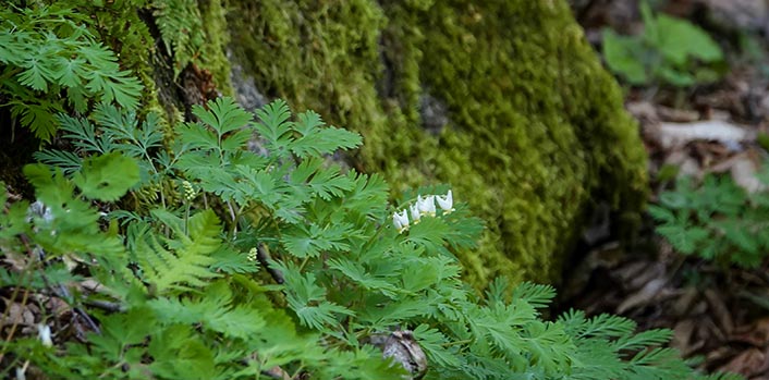 Wildflowers of the Adirondack Park: Dutchman's Breeches (Dicentra cucullaria) on the Henry's Woods Loop Trail (23 May 2018).