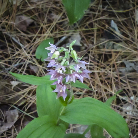 Wildflowers of the Adirondack Park: Helleborine on the Barnum Brook Trail (25 July 2012).