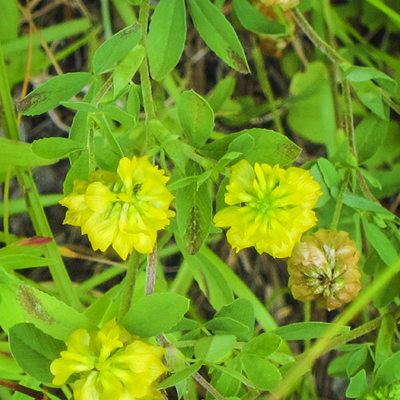 yellow hop clover
