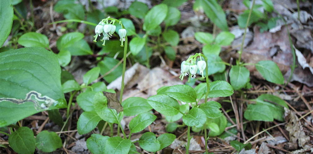 Wildflowers of the Adirondack Park: One-sided Wintergreen on the Heron Marsh Trail (28 June 2012).