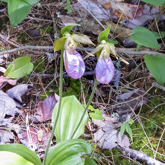 Wildflowers of the Adirondacks: Pink Lady's Slipper sul Black Pond Trail (10 giugno 2015).'s Slipper on the Black Pond Trail (10 June 2015).