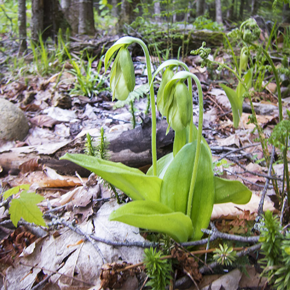 Flores silvestres dos Adirondacks: Chinelo de Senhora Rosa em botão nas trilhas da Colina do Céu (29 de Maio 2017).'s Slipper in bud on the Heaven Hill Trails (29 May 2017).