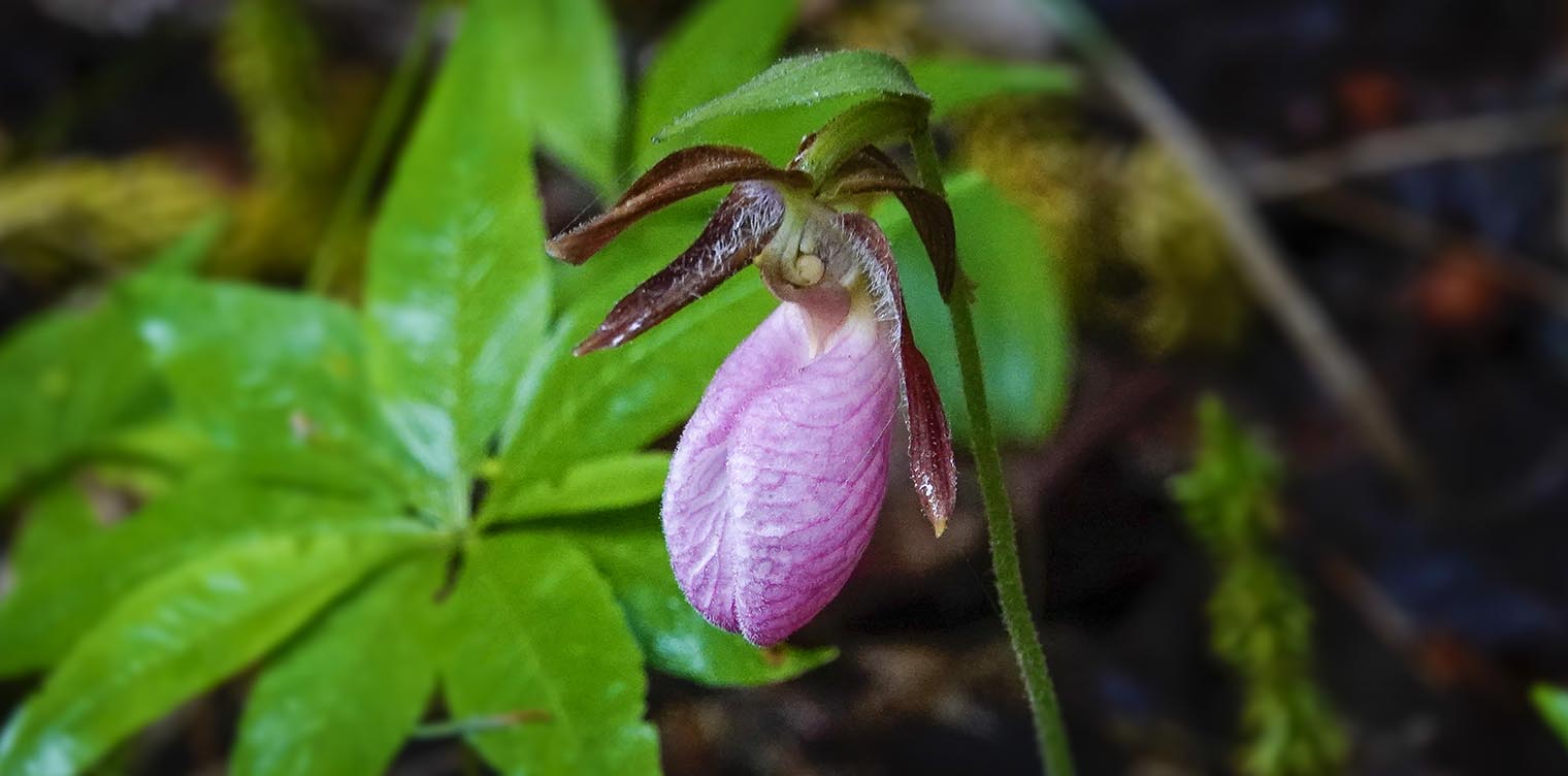 70 Pink Lady Slipper Stock Photos, High-Res Pictures, and Images - Getty  Images