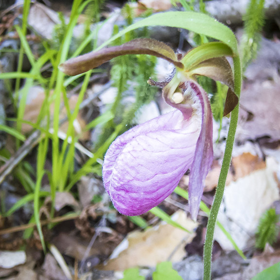 Wildbloemen van de Adirondacks: Pink Lady's Slipper op de Heaven Hill Trails (14 juni 2017).'s Slipper on the Heaven Hill Trails (14 June 2017).