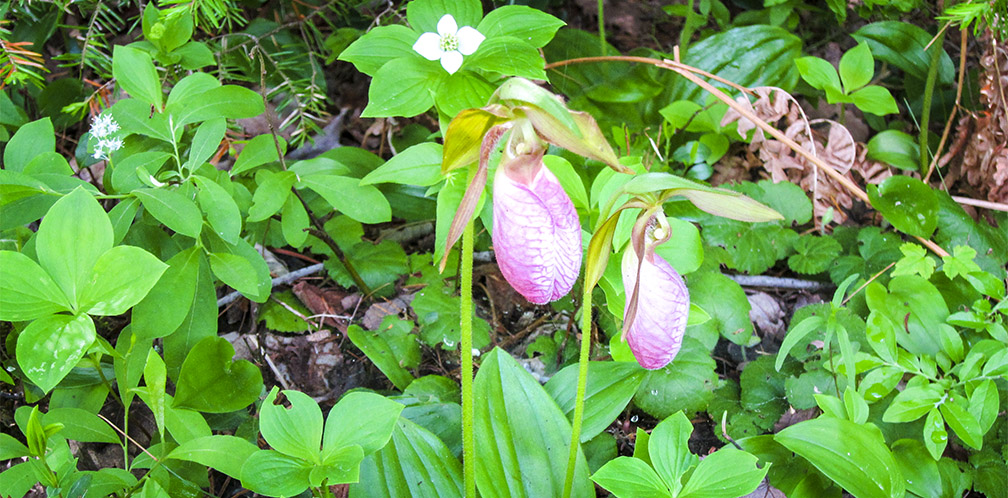 Wildflowers of the Adirondack Park: Pink Lady's Slipper on the Heron Marsh Trail (30 maja 2014).'s Slipper on the Heron Marsh Trail (30 May 2014).