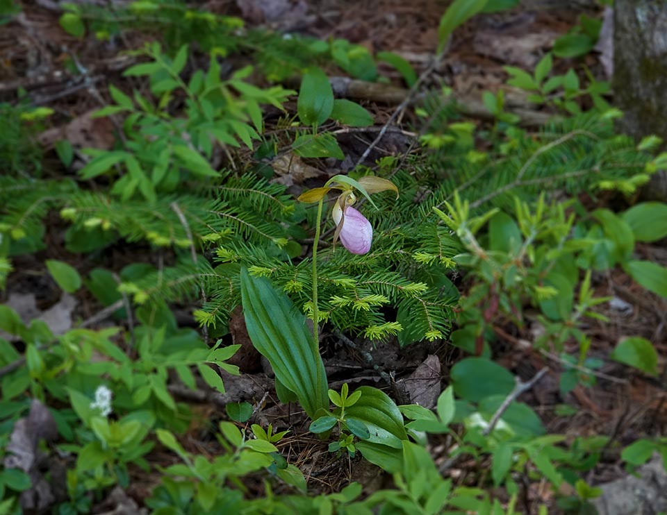 Pink Lady's-slipper: A Wildflower with a Dark Side | Historic Union County