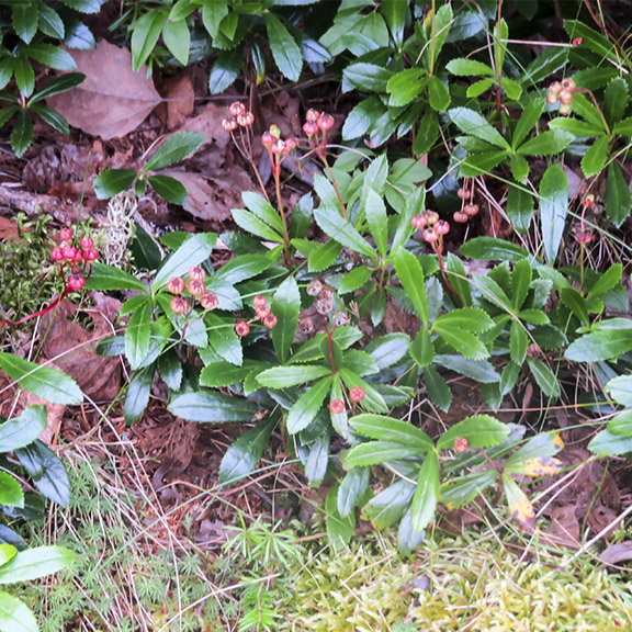 Villblomster Av Adirondacks: Pipsissewa langs Country Club Lane, Lake Placid (17 August 2017).Wildflowers Av Adirondacks: Pipsissewa vokser vanligvis i flekker i blandet skog. Det er ofte funnet under furutrær, i lys skygge langs kantene eller veier eller stier. Pipsissewa i frukt langs Country Club Lane, Lake Placid (17 August 2017).