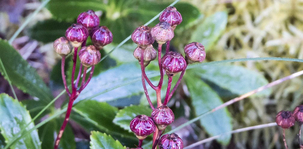 Urter Av Adirondack Park: Pipsissewa På Country Club Lane nær Lake Placid (21 September 2017).Wildflowers Av Adirondacks: frukten Av Pipsissewa består av en liten kapsel som starter grønt, gradvis snu til en dyp rosa i September. Pipsissewa i frukt På Country Club Lane I Lake Placid (21 September 2017).Pipsissewa (Chimaphila umbellata) er en Innfødt Adirondack wildflower som produserer en klynge av rosa eller hvite blomster i juli, etterfulgt av fargerike dyp rosa frukt kapsler i August og September. Pipsissewa er også Kjent Som Prince ' S Pine. Det er medlem Av Pyrola familien. Andre vanlige navn For Pipsissewa inkluderer Waxflower, Common Pipsissewa, Noble Prince ' S-Pine og Bitter Wintergreen.Navnet Chimaphila kommer fra det greske cheima, som betyr 