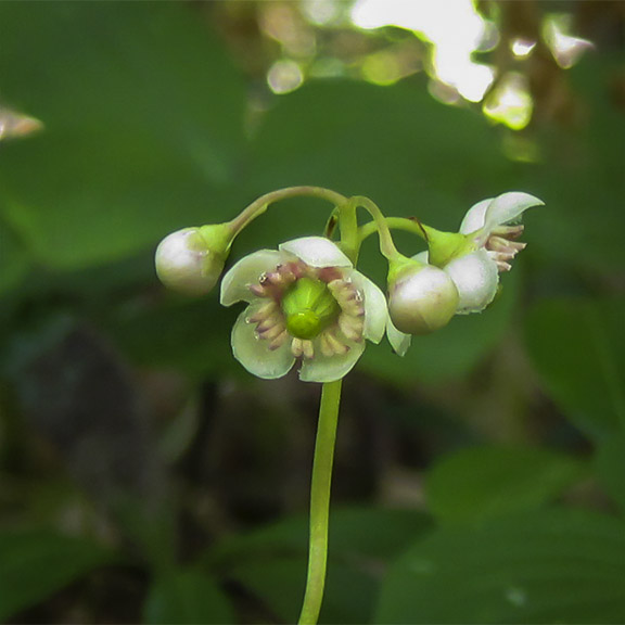 Villblomster Av Adirondacks: Pipsissewa På Heron Marsh Trail På Paul Smiths VIC (12 juli 2013).Villblomster Av Adirondacks: Pipsissewa små nikker blomster har fem voksaktig kronblad og ti fremtredende rødlig pollenknapper. Pipsissewa på Heron Marsh Trail På Paul Smiths VIC (12 juli 2013).