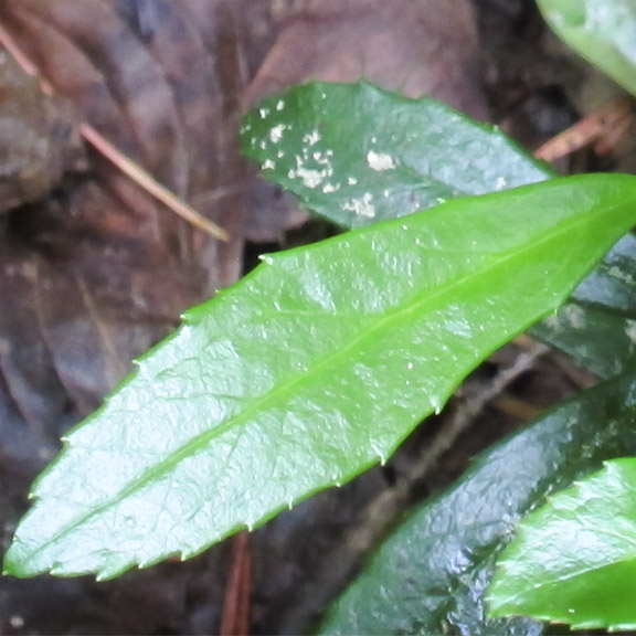 Villblomster Av Adirondacks: Pipsissewa På Country Club Lane nær Lake Placid (1 juli 2011).