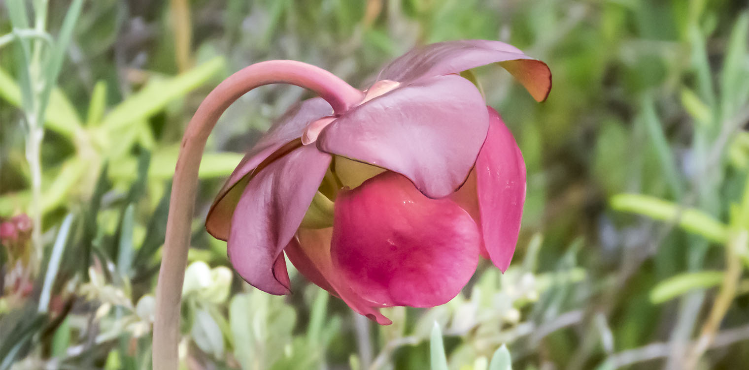 Adirondack Wildflowers Pitcher Plant Sarracenia Purpurea