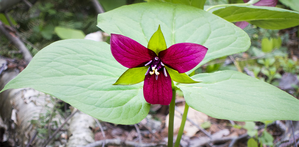 short purple wildflowers