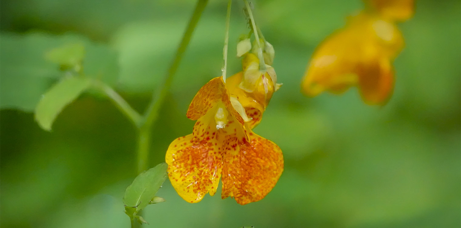 Spotted Touch Me Not   Spotted Jewelweed   Impatiens capensis