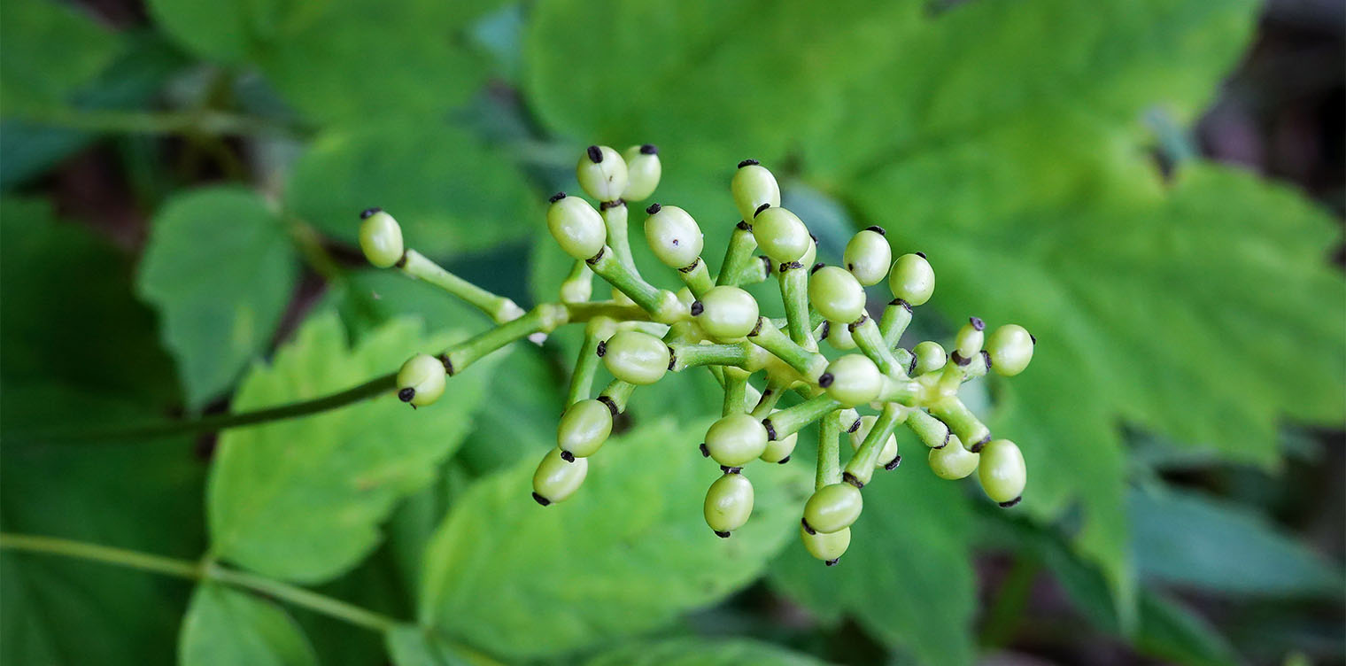 Baneberry Identification - Information On White And Red Baneberry Plants