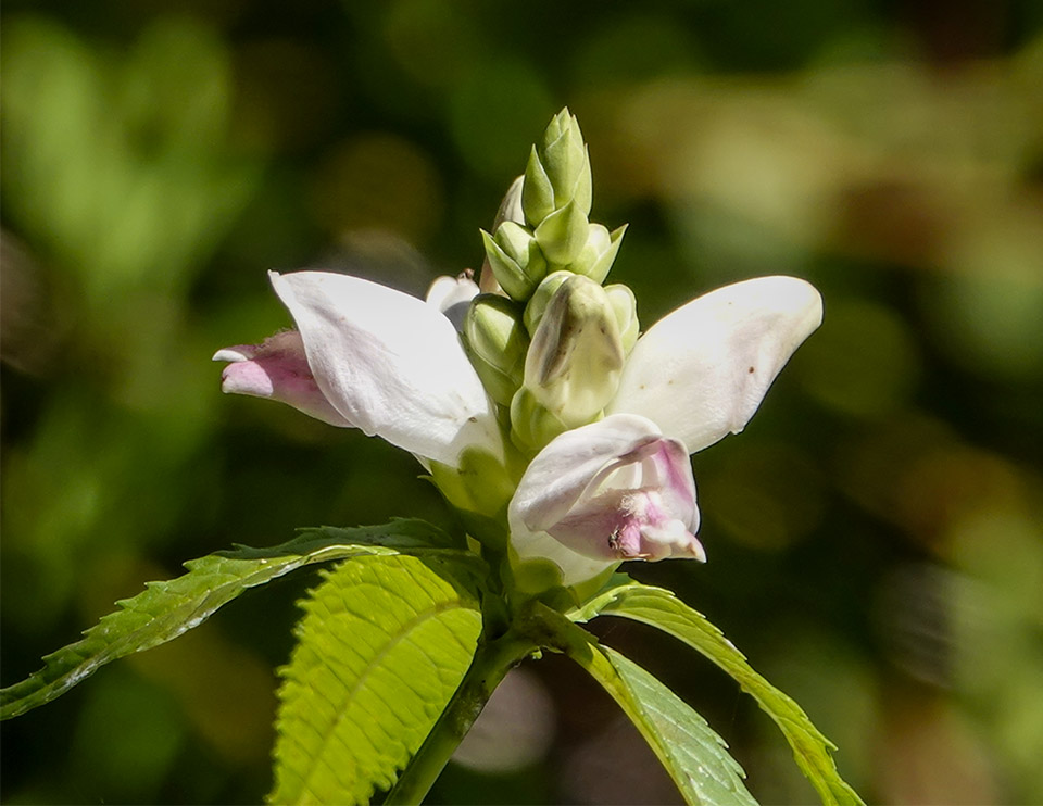 Wildflowers of the Adirondacks: White Turtlehead (Chelone glabra) on the Black Pond Trail at the Paul Smith's College VIC (20 April 2018)