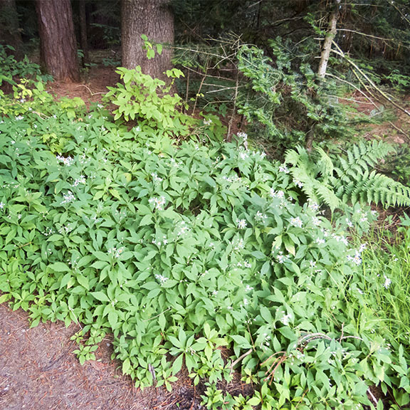 Wildflowers of the Adirondack Park: Whorled Wood Aster blooming under conifers along the Heart Lake Trail (24 August 2017).