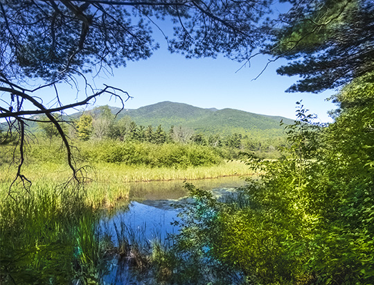 Adirondack Nature Trails Adirondack Wildlife Refuge And Rehabilitation Center