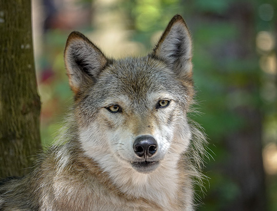 Gray Wolf (Canis lupus) at the Adirondack Wildlife Refuge (30 July 2018)