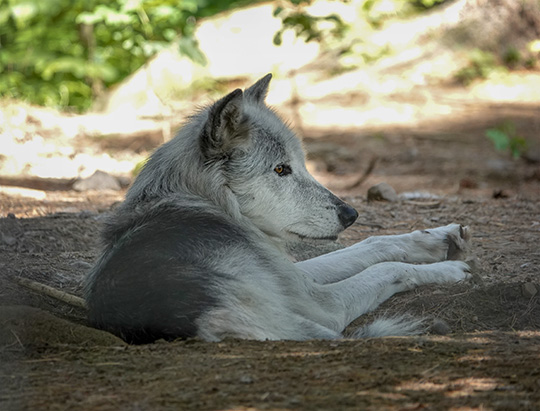 Gray Wolf (Canis lupus) at the Adirondack Wildlife Refuge (30 July 2018)