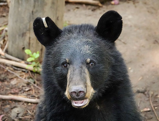 Adirondack Mammals: American Black Bear (Ursa americana Pallas) at the Adirondack Wildlife Refuge (18 July 2019)