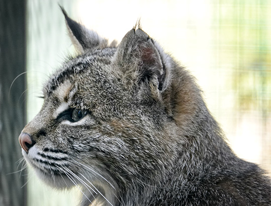 Adirondack Mammals: Bobcat (Lynx rufus Schreber) at the Adirondack Wildlife Refuge (11 May 2018)