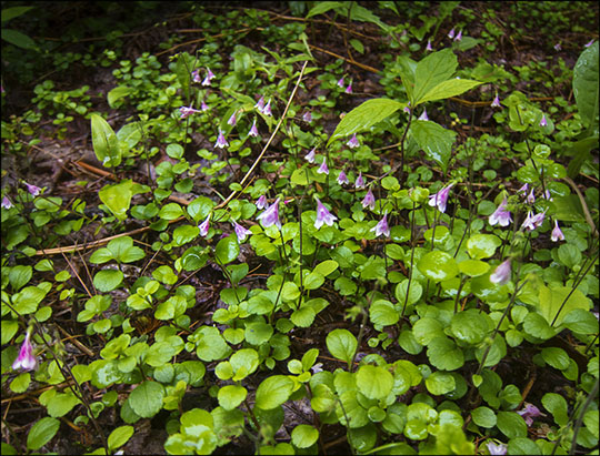 Adirondack Wildflowers: Twinflower along the Barnum Brook Trail (29 June 2013)