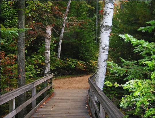 Trees of the Adirondacks: Paper Birch along the Barnum Brook Trail (16 September 2004)