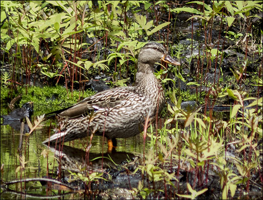 Birds of the Adirondacks: Female Mallard in Barnum Brook (12 May 2013)