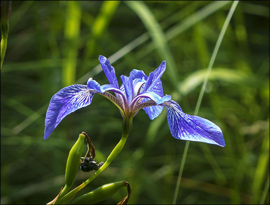 Adirondack Wildflowers:  Blue Flag Iris on Heron Marsh (18 July 2013)